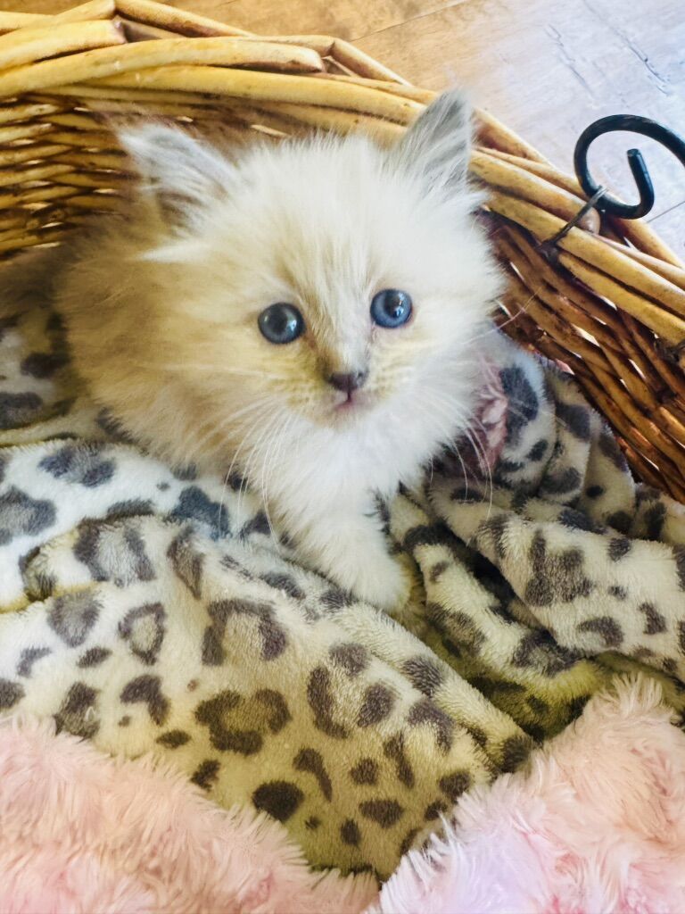PUREBRED RAGDOLL Teacup female kitten--SUPER SWEET LOYAL TEMPERMENTS-- SUPER FLUFFY/FLOPPY, shed less/less allergenic!