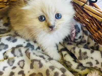 PUREBRED RAGDOLL Teacup female kitten--SUPER SWEET LOYAL TEMPERMENTS-- SUPER FLUFFY/FLOPPY, shed less/less allergenic!