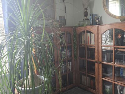 Ponytail Palm / Elephants foot house plant