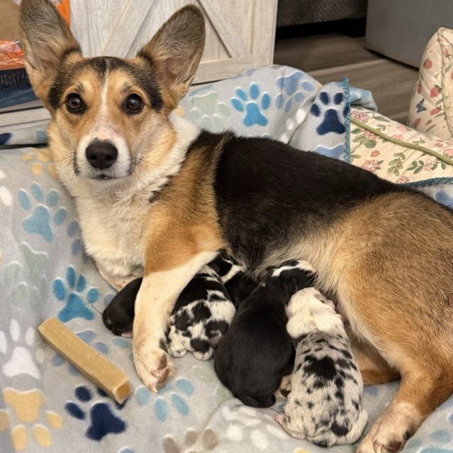 Auggie Puppies
