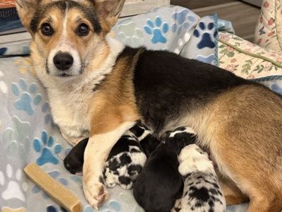 Auggie Puppies
