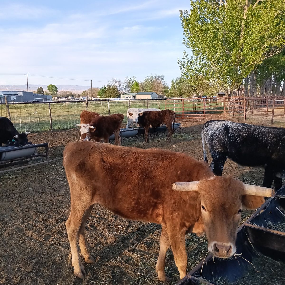 2 year old corriante steer