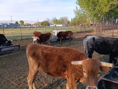 2 year old corriante steer