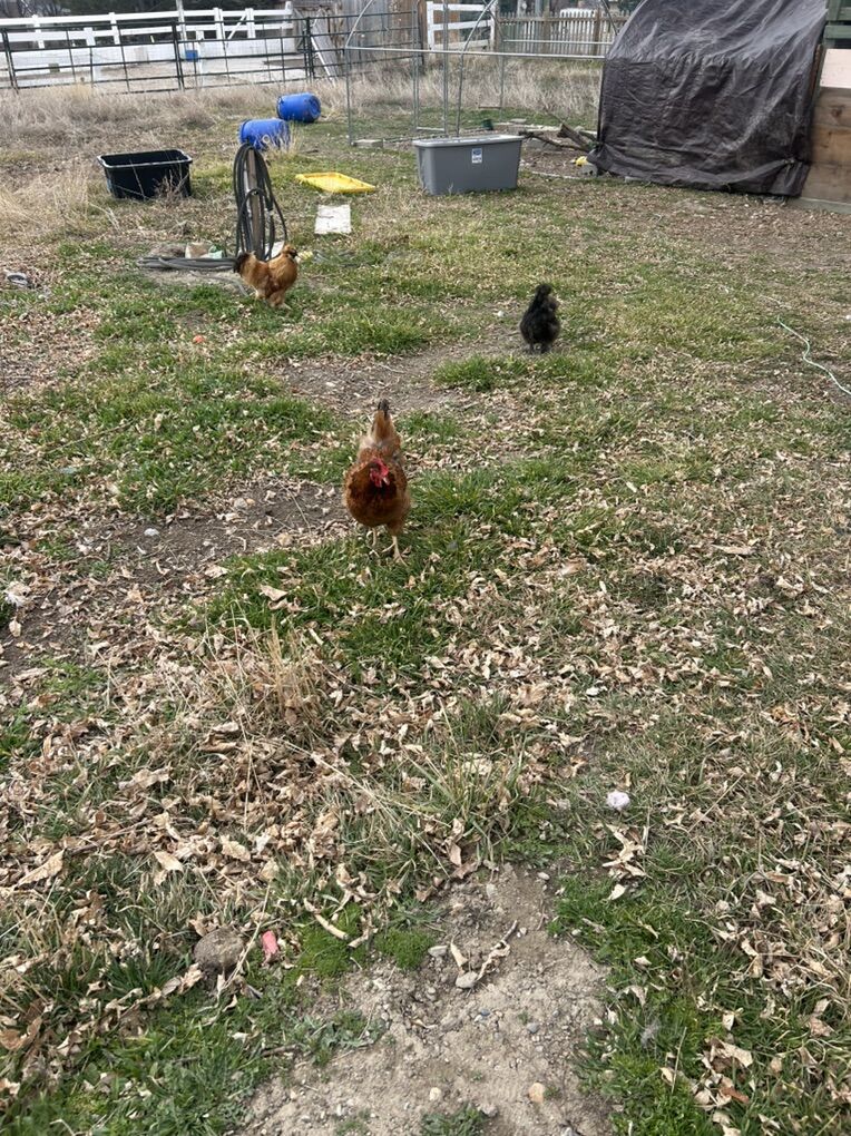 4 Hens 2 Rooster Under A Year