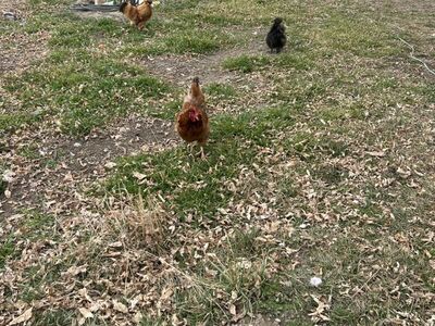 4 Hens 2 Rooster Under A Year