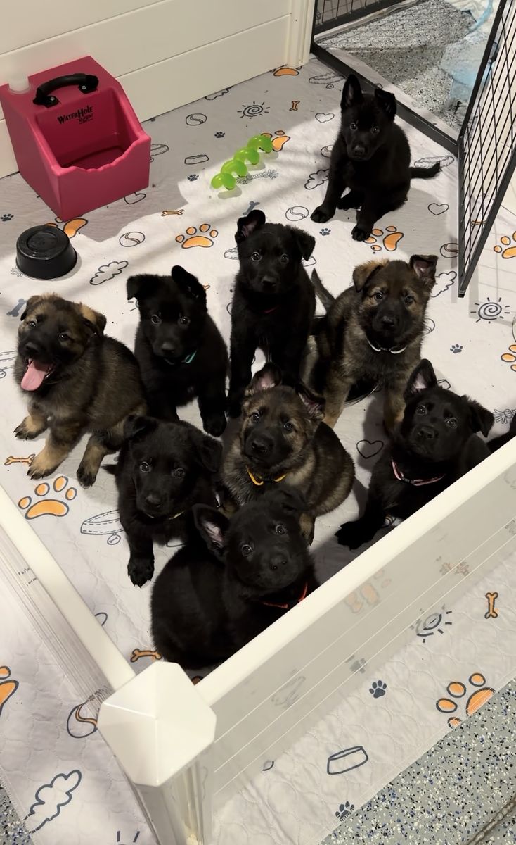 AKC German Shepherd Puppies - Upcoming Litters