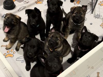 AKC German Shepherd Puppies - Upcoming Litters