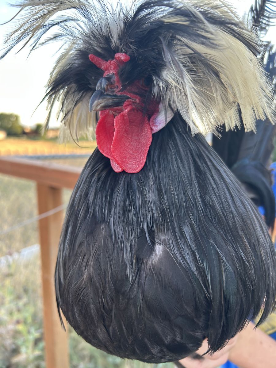 Free Bantam Rooster