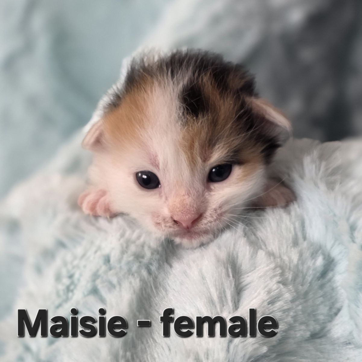 Darling Kittens - SLC delivery available
