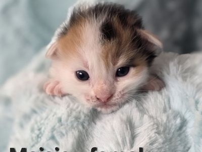 Darling Kittens - SLC delivery available