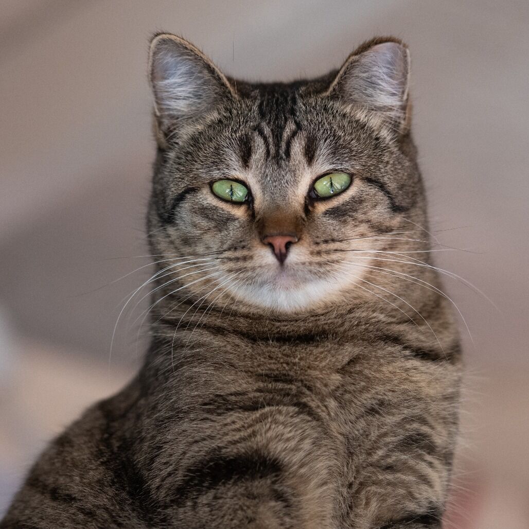 Hello my name is Sachs