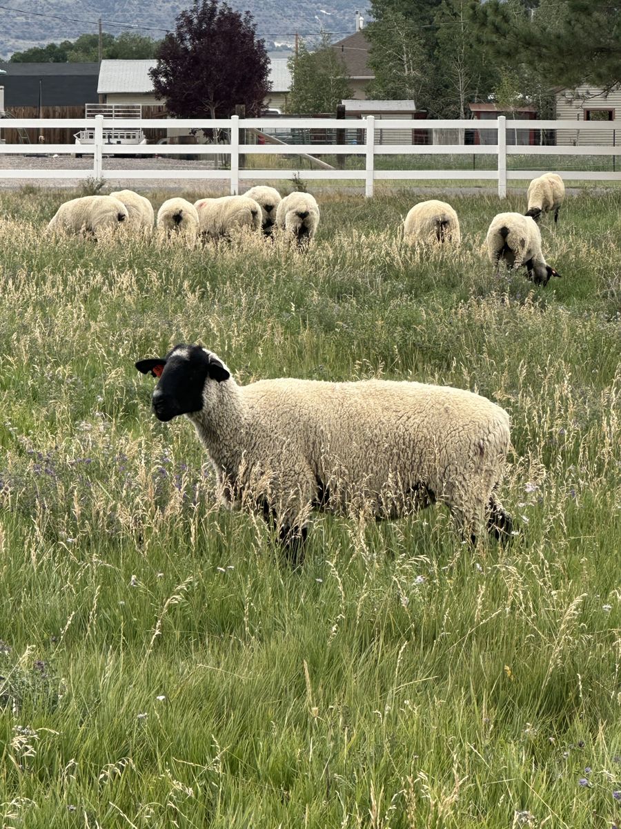 Suffolk ewes