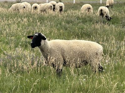 Suffolk ewes