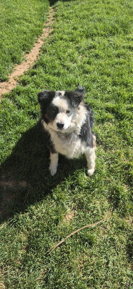Border Collie/Ausie mix (female) - 3 Years Old - Spayed - Looking for New Home
