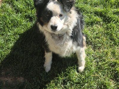 Border Collie/Ausie mix (female) - 3 Years Old - Spayed - Looking for New Home
