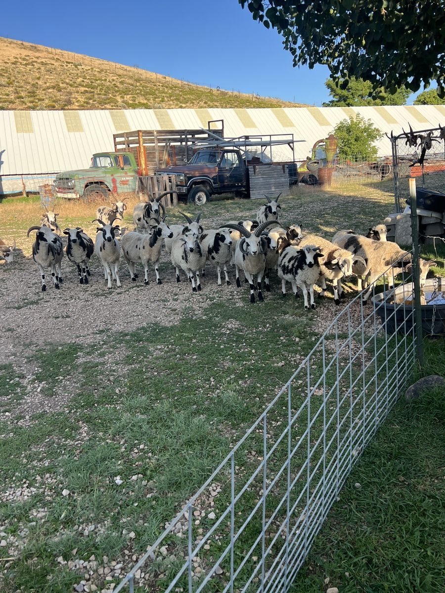 Rarely available  JACOB Lambs Spotted 2-4 horns beauties 