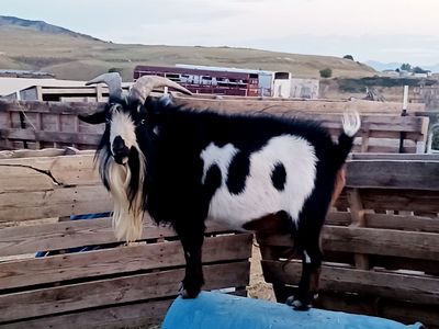 Nigerian dwarf breeding buck
