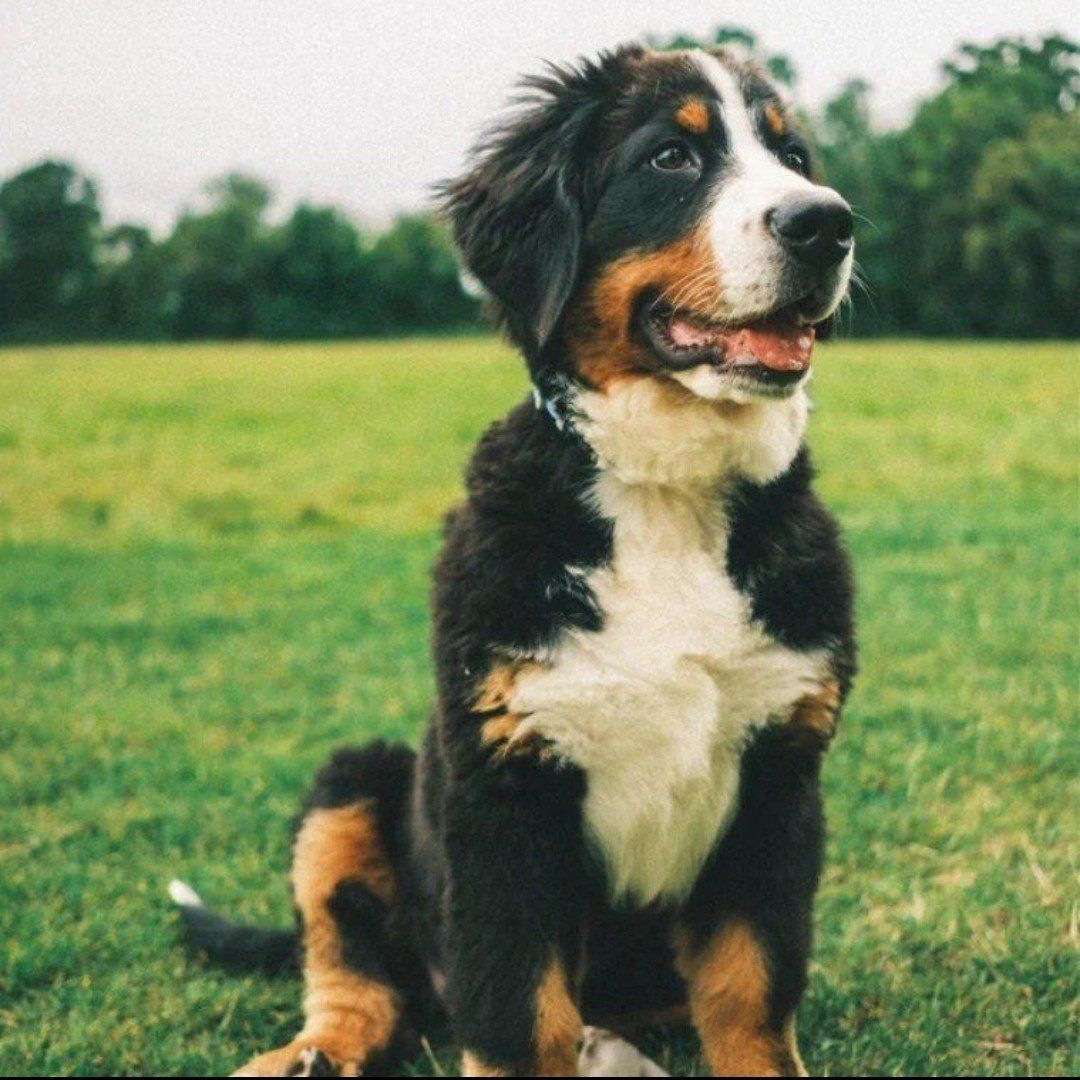 Bernese Mountain puppy dog Champion Bloodline