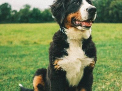 Bernese Mountain puppy dog Champion Bloodline