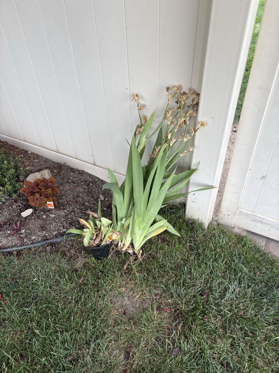 Irises