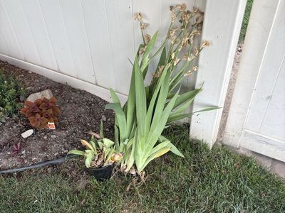 Irises