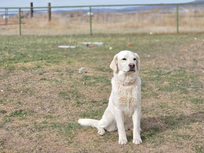 Akc Registered white Labardors