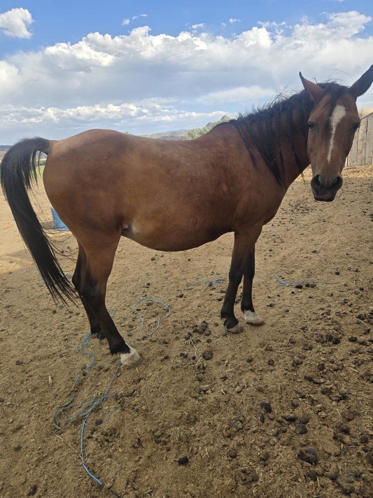 Pony mare
