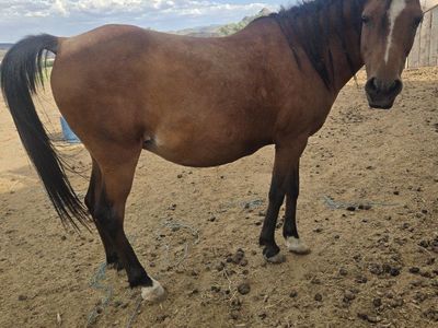 Pony mare