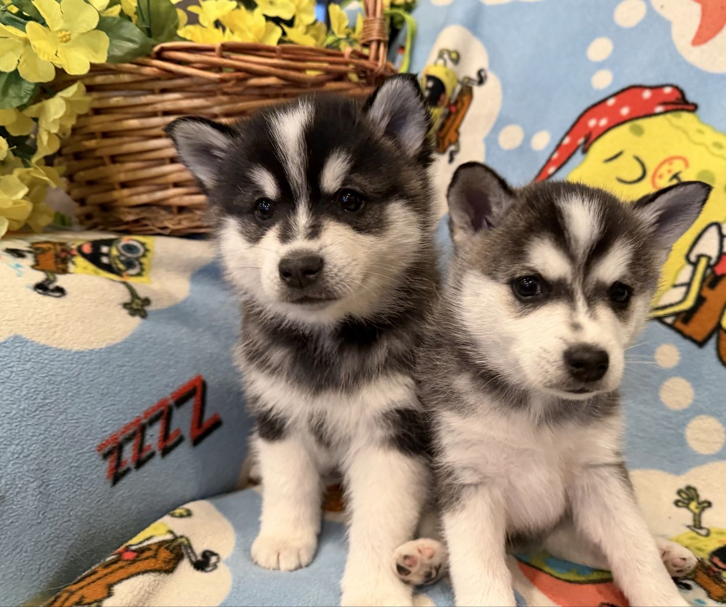 Deliver Alaskan Klee Mini Husky Puppies not Pomsky