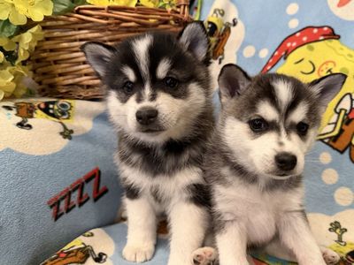 Deliver Alaskan Klee Mini Husky Puppies not Pomsky