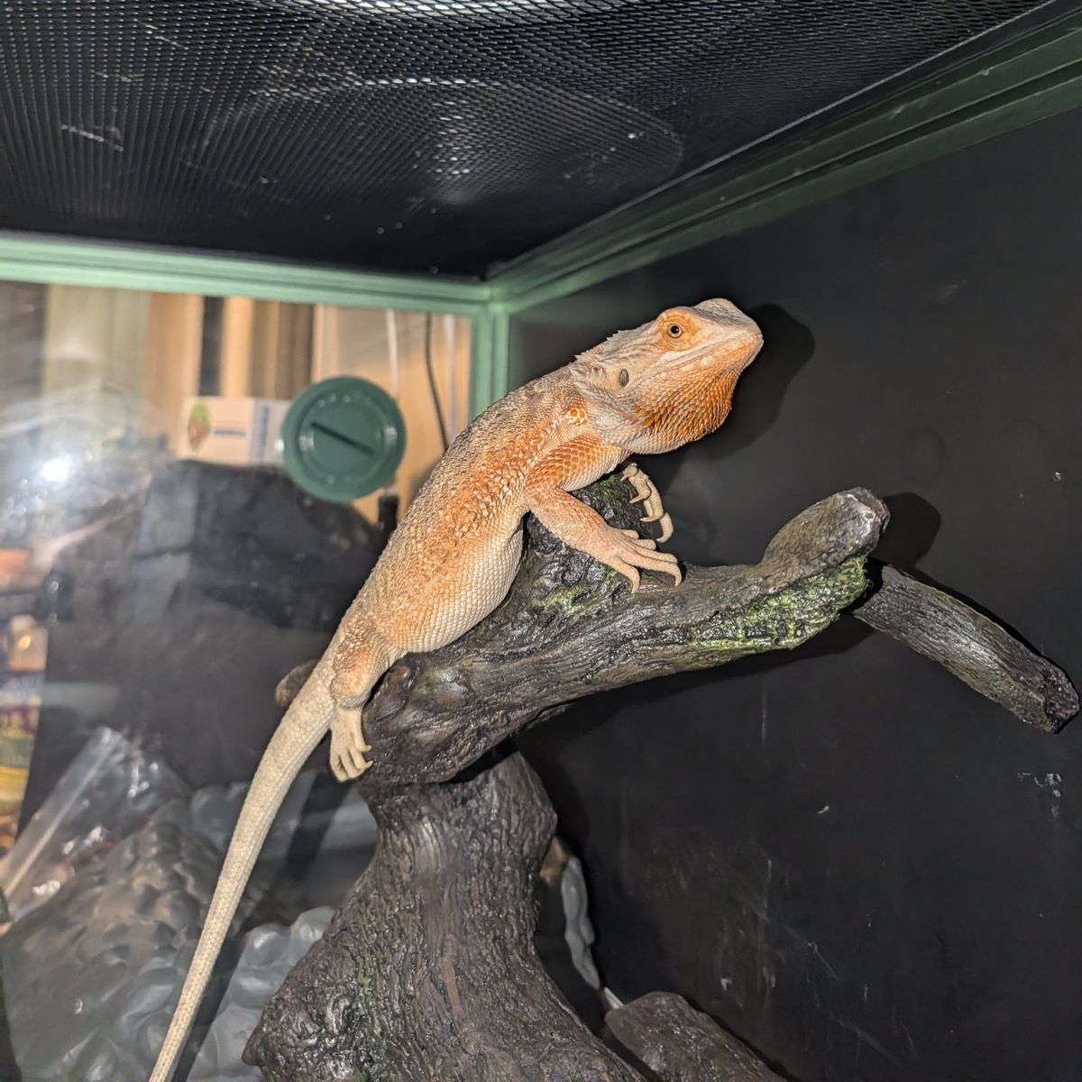 Bearded Dragon female partial red 9 months