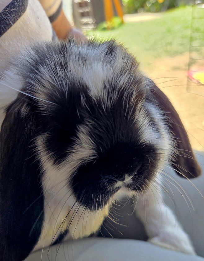 Show Mini Lop Bunny Rabbit Kit