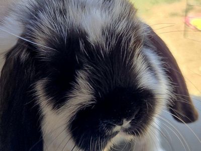 Show Mini Lop Bunny Rabbit Kit
