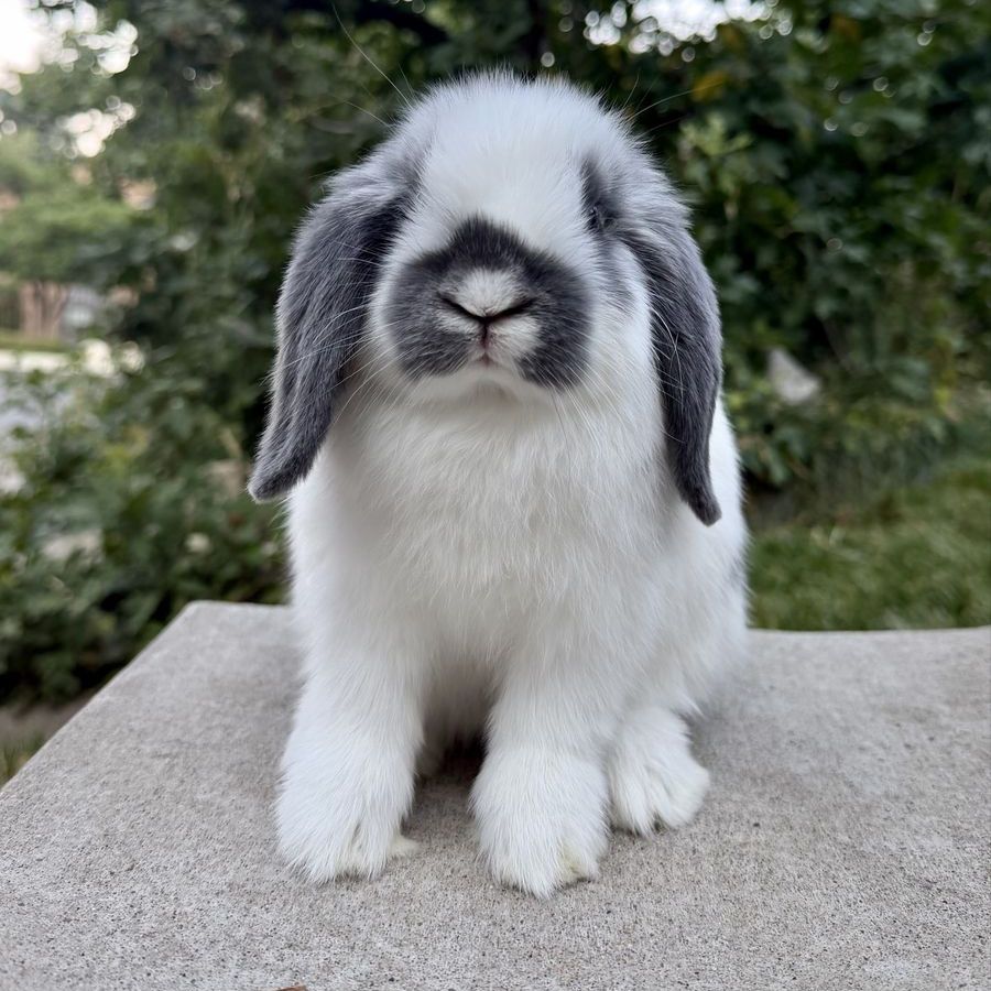 Holland Lop Buck