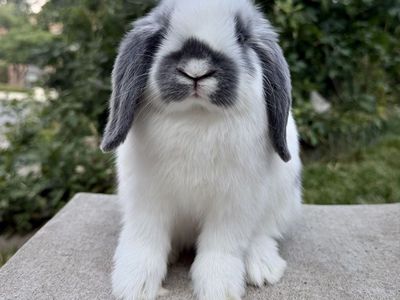 Holland Lop Buck
