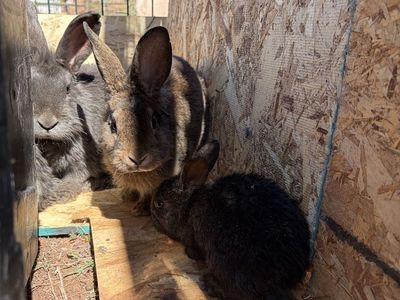 Female Rabbits