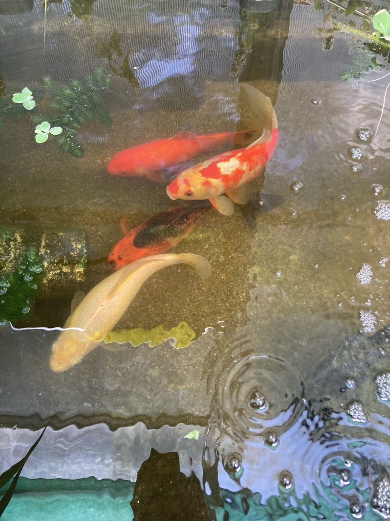 Large Fish