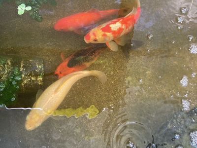 Large Fish