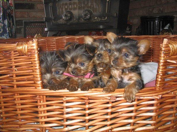 AKC Purebred miniature Yorkie puppies