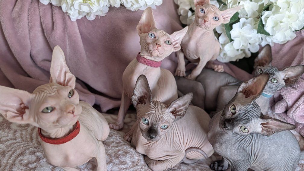 Adorable Sphynx Kittens