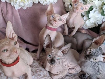 Adorable Sphynx Kittens