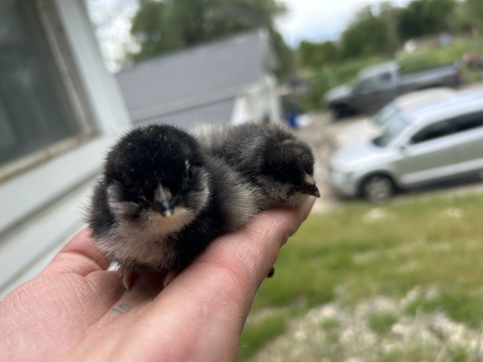 Olive Egger (F1) chicks