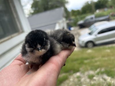 Olive Egger (F1) chicks