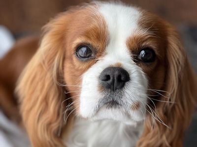 AKC registered King Charles Cavalier stud