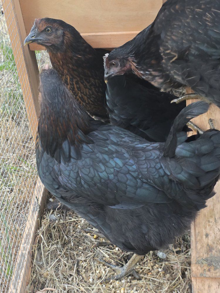Black Sexlink Pullets