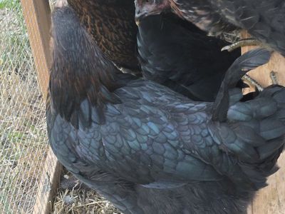 Black Sexlink Pullets