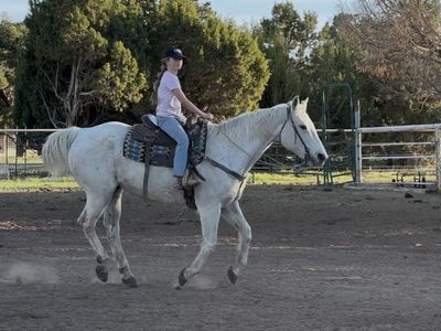 As Nice Of A Gelding As Youll Find!!