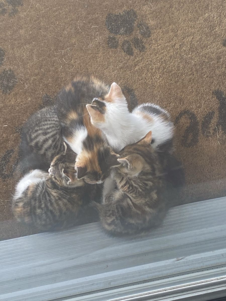 Darling Kittens!