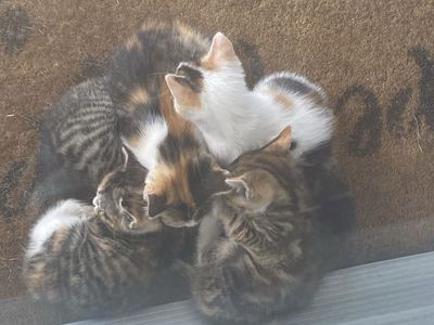 Darling Kittens!