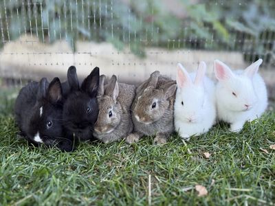4 Left! Cute little part Netherland dwarf baby bunny rabbits for sale!